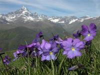 VERSO “L'AREA DELLA BIOSFERA DEL MONVISO”